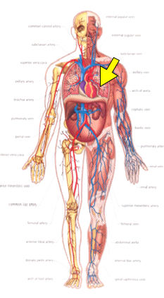 body.png