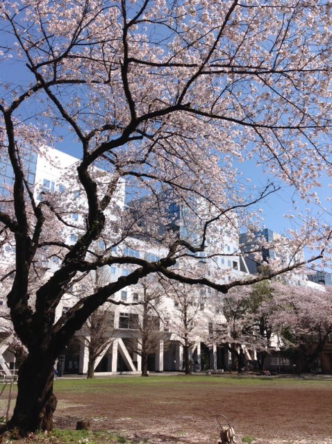 sakura20140404.jpg